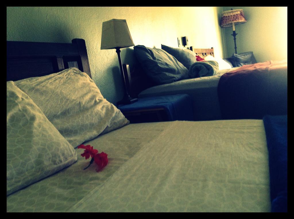 Surfer's Paradise, Yoga&food Garden@costa Azul, Cabos Homestay San Jose del Cabo
